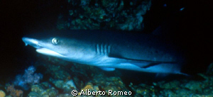 A white fin spotted shark (Triaenodon obesus) in  cave. by Alberto Romeo 